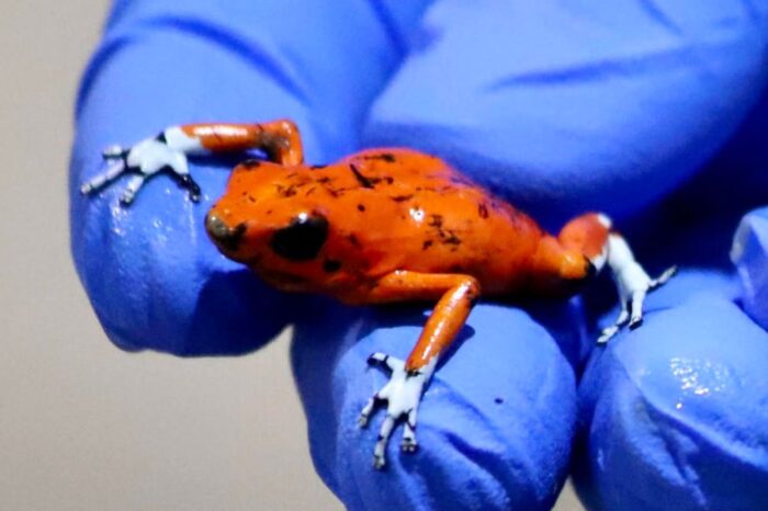 Arrestan a una mujer que intentaba sacar de Colombia 130 ranas venenosas en peligro de extincion