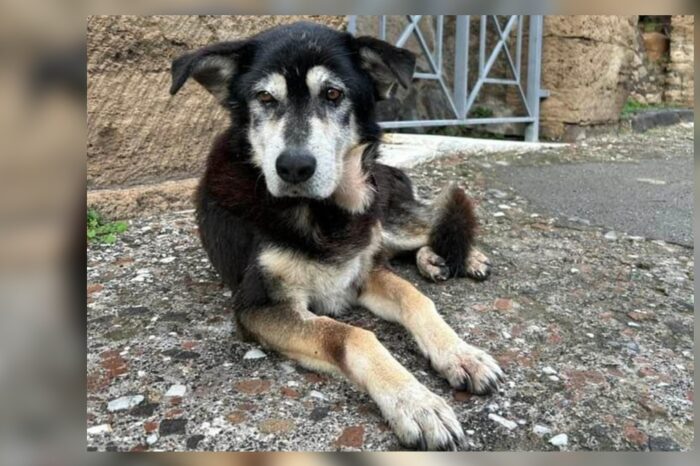 “Estamos muy tristes”: muere Argo, el ultimo perro vagabundo de Pompeya