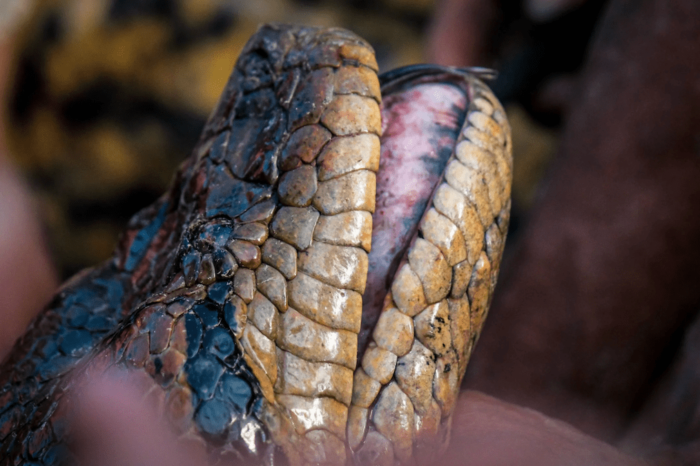 Increible: descubren nueva especie de anaconda enorme en el Amazonas