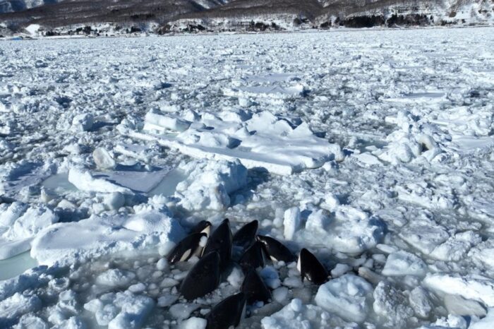 Rescate imposible: grupo de orcas queda atrapado en el hielo frente a costas de Japon