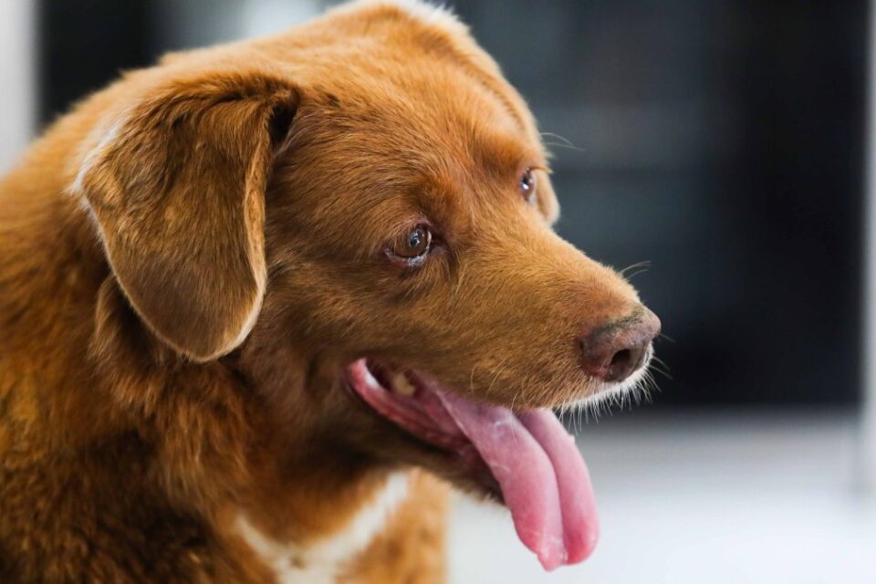 Por falta de evidencia: le retiran a Bobi el record Guinness al perro “mas viejo de la historia” : Noticias de