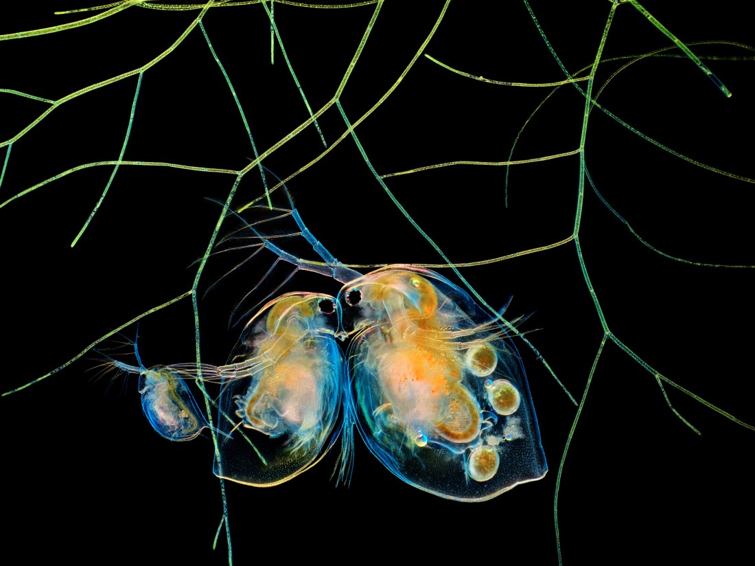 Water fleas and algae