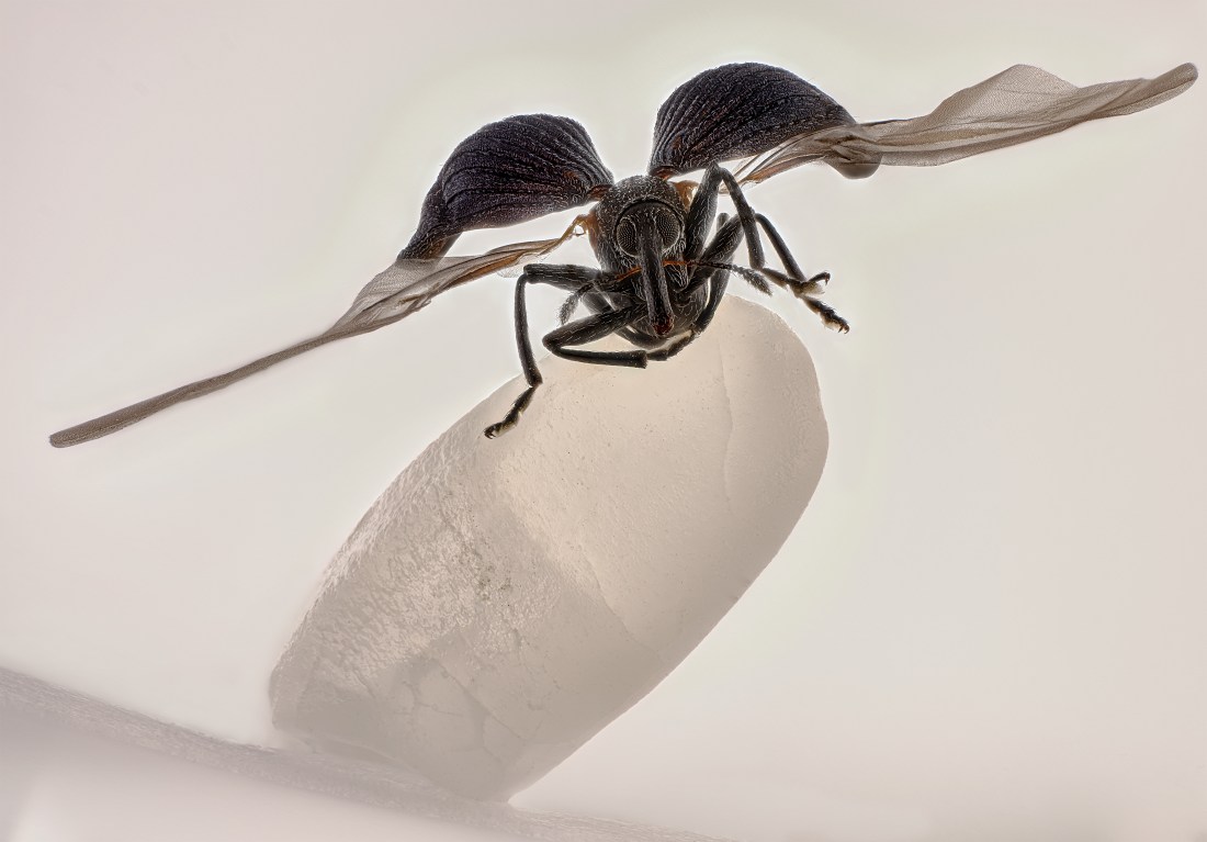 Rice weevil on a grain of rice