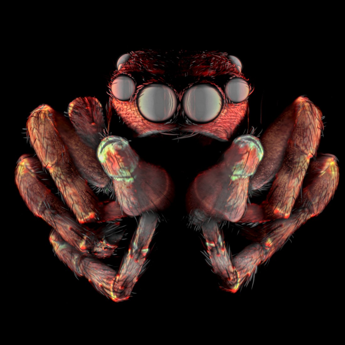 Jumping spider