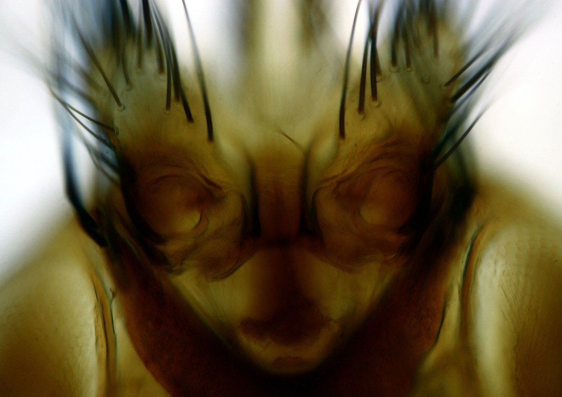 Parasitic fly