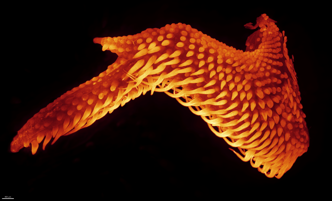 Wing of the chicken embryo 