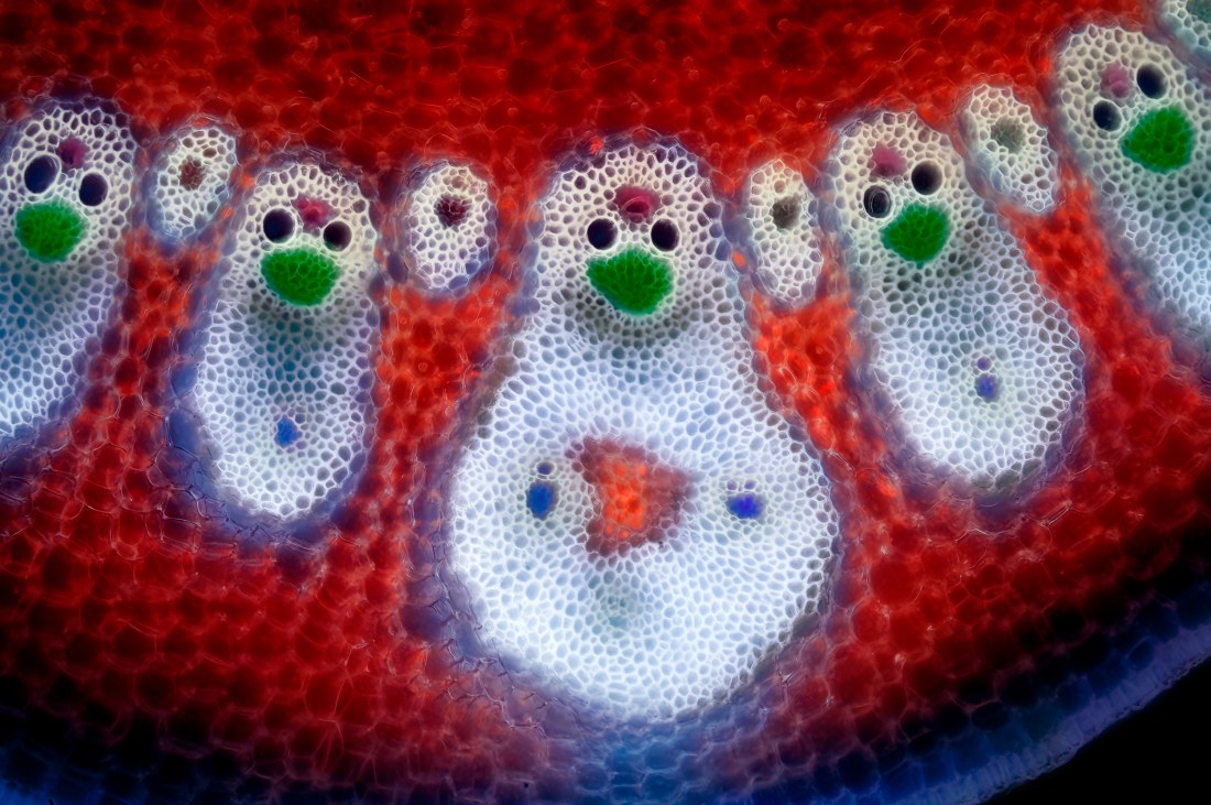 Vascular bundles in a bamboo leaf