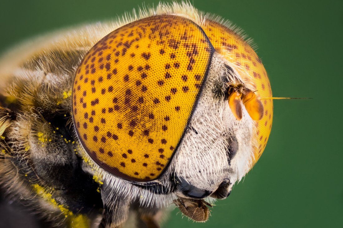 Spotted eye hoverfly